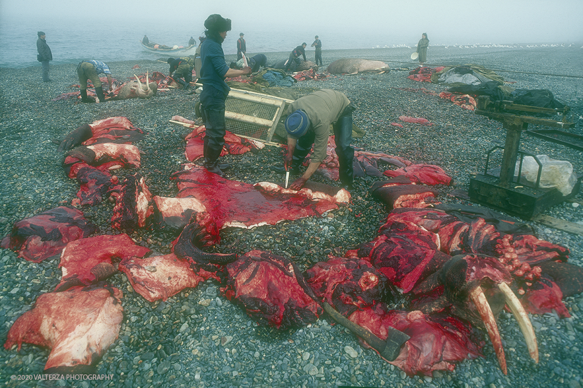 149 SIBERIA .jpg - Luglio/Agosto 1992. Siberia, terra dei Chukchi. Nell'oceano artico  125 Km a nord-est della penisola dei Chukchi (Siberia) c'Ã¨ l'isola di Wrangel, essa ospita piÃ¹ del doppio di specie vegetali (417) di qualsiasi territorio artico a paritÃ  di superficie nonchÃ¨ 30 specie diverse di uccelli oltre ad orsi polari, foche e trichechi ; per questo motivo   Ã¨ stata proclamata patrimonio dell'umanitÃ  dall'UNESCO. Nella foto Uelen , momenti della macellazione dei trichechi cacciati.